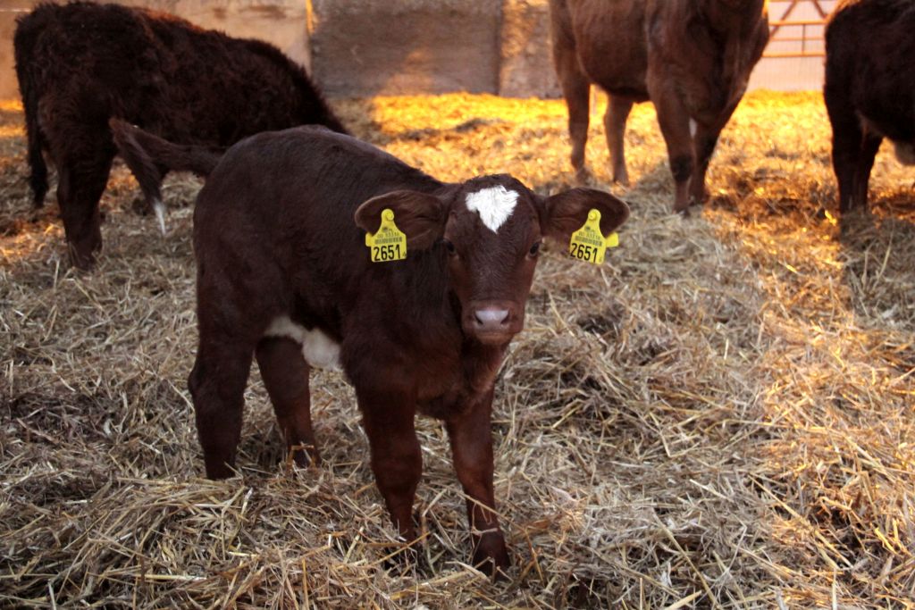 beefmaster, rasa mięsna, USA, zarodki