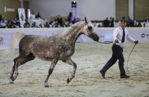 Stadnina Koni Janów Podlaski, Janów Podlaski, kowr, Święto Konia Arabskiego, Aukcja Pride of Poland