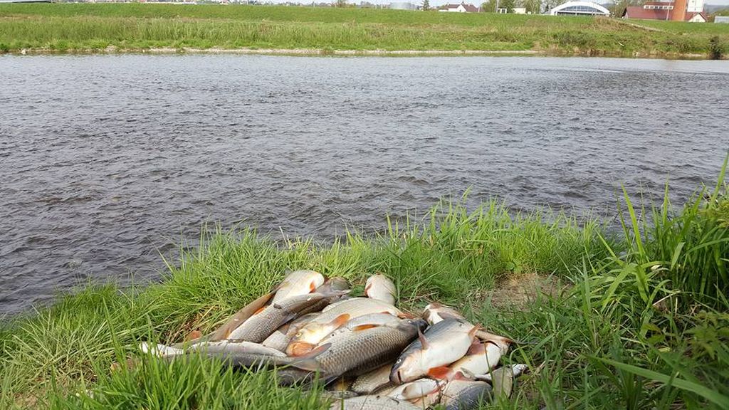 żywiec, śląsk, soła, zatrute ryby w sole, Polski Związek Wędkarski, Antoni Szlagor