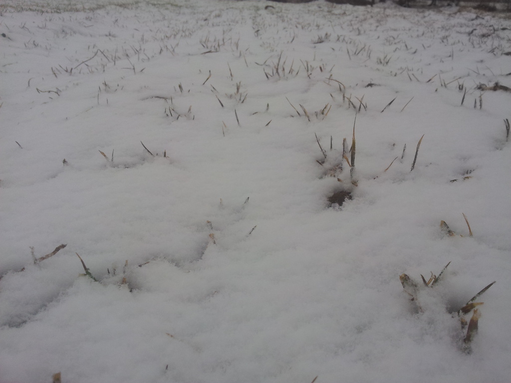 rola, powiat moniecki, śnieg