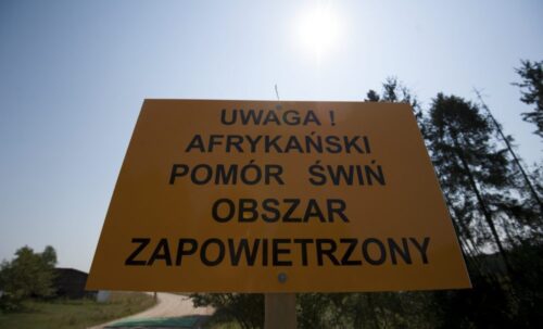 walka z asf w polsce, dorota niedziela, gabinet cieni po, budowa zapory na granicy, program bioasekuracji