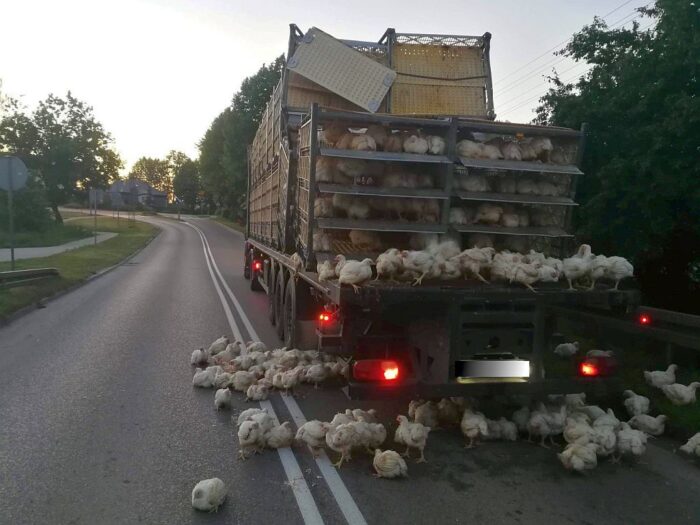olecko, świętajno, warmia i mazury, przewóz zwierząt, straż pożarna