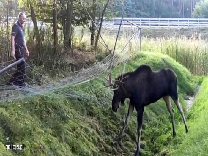 wypadki z udziałem łosi, dzikie zwierzeta na drogach, mazowsze, lubelszczyzna, policja, straż pożarna