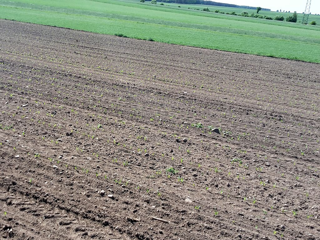 susza rolnicza, inug, klimatyczny bilans wodny, lubuskie, Lubuska Izba Rolnicza, straty w uprawach