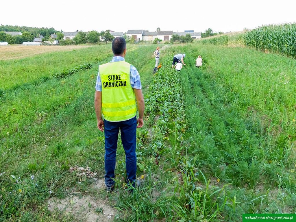 pomocnicy rolnika, praca sezonowa w gospodarstwie, pomoc przy zbiorach, zbiory owoców i warzyw, straż graniczna