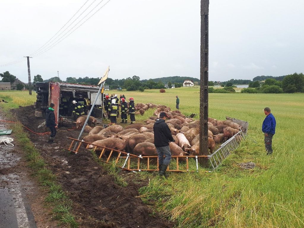 wypadek, ciężarówka ze świniami wpadła do rowu, świnie, trzoda chlewna
