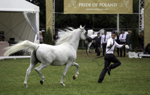Stadnina Koni Janów Podlaski, Janów Podlaski, Święto Konia Arabskiego, Aukcja Pride of Poland, rafał romanowski