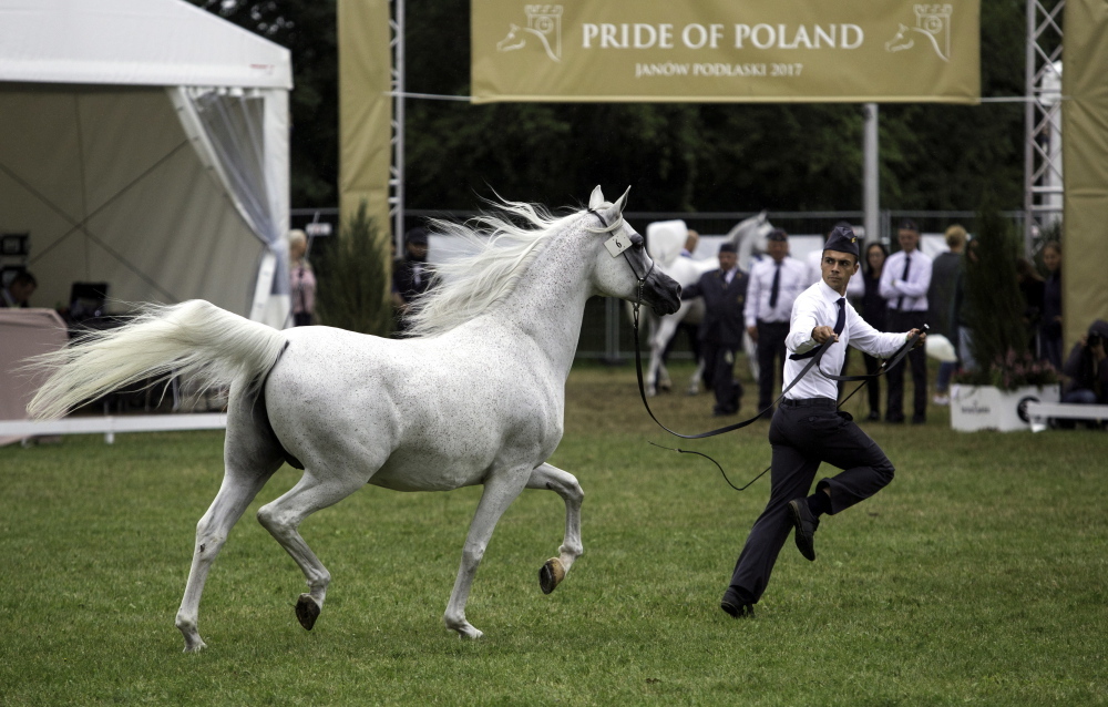 Stadnina Koni Janów Podlaski, Janów Podlaski, Święto Konia Arabskiego, Aukcja Pride of Poland, rafał romanowski