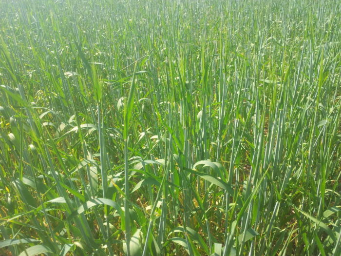 burza piaskowa, susza, rolnictwo, susza rolnicza, rzepak, uprawa