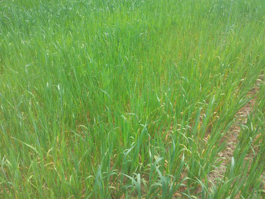 burza piaskowa, susza, rolnictwo, susza rolnicza, rzepak, uprawa