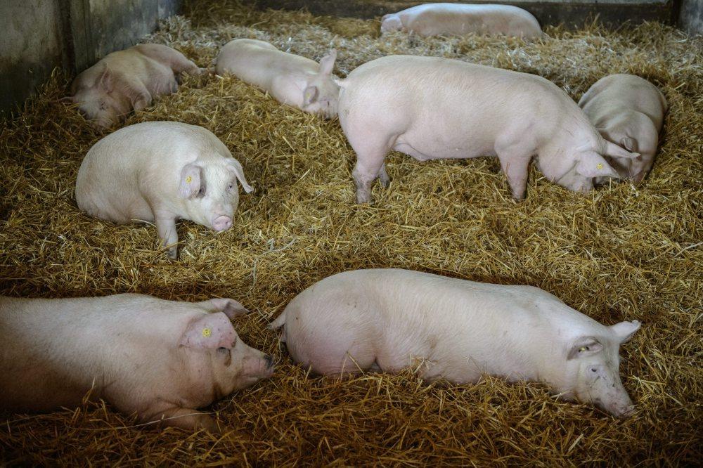 trzoda chlewna, świnie, ASF, wirus, wirus ASF w Polsce, EFSA