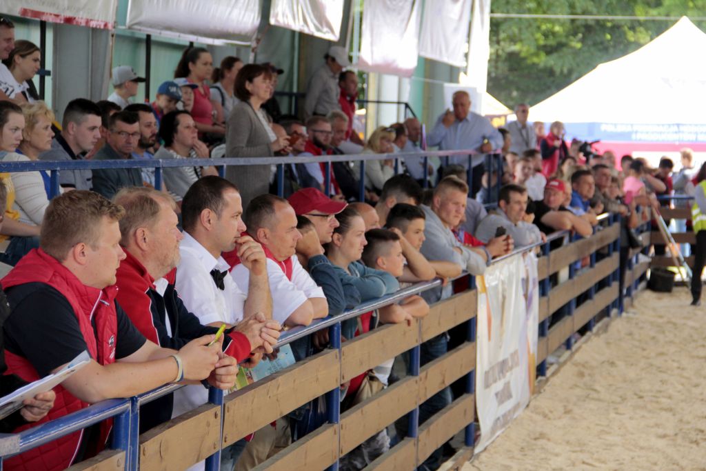 Szepietowo, wystawa, bydło, targi