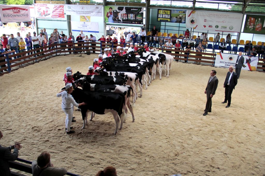 Szepietowo, wystawa, bydło, targi