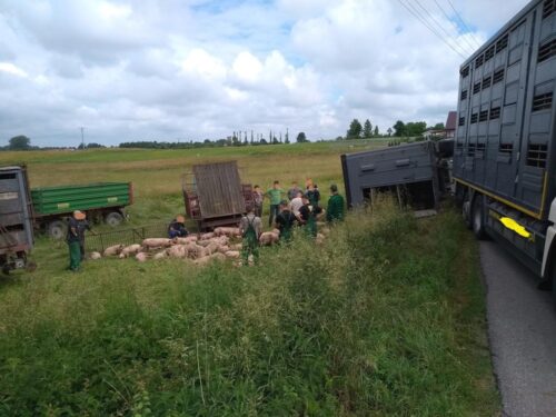 wypadek, trzoda chlewna, świnie, wypadek transportu świń