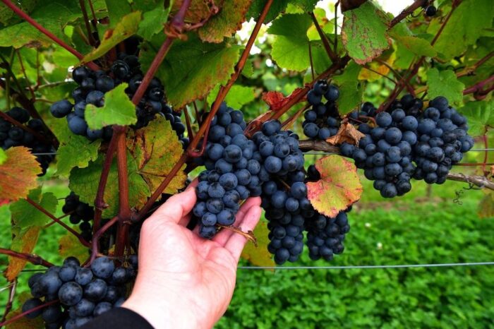 wino, winobranie, podkarpackie, pogoda, winorośle, wino z Polski, polskie wino