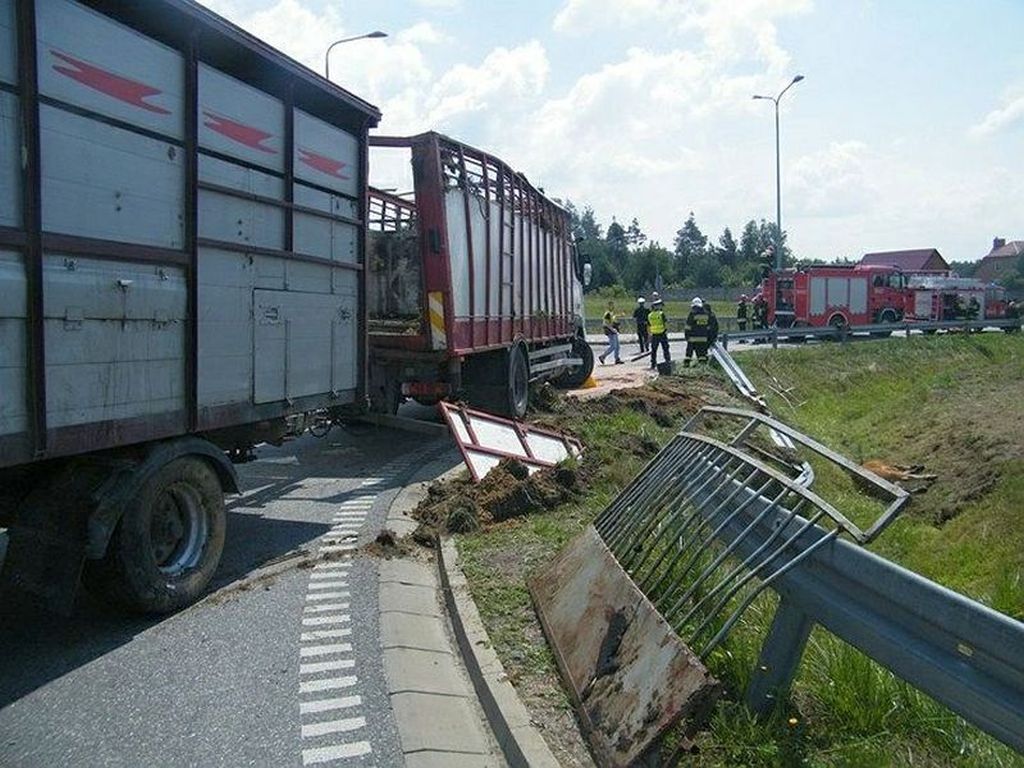 raków, wypadek tira z bydłem, bydło, Wielkie Wierzno, powiat braniewski