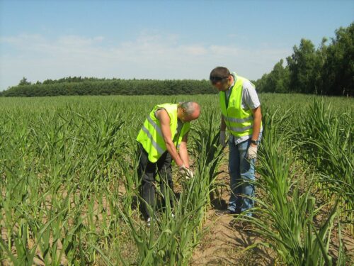 kukurydza gmo, plantacje kukurydzy, kukurydza MON 810, piorin