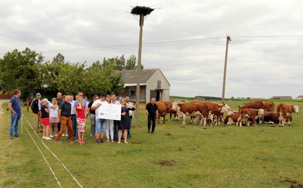 wołowina, QMP, żywiec wołowy, hereford