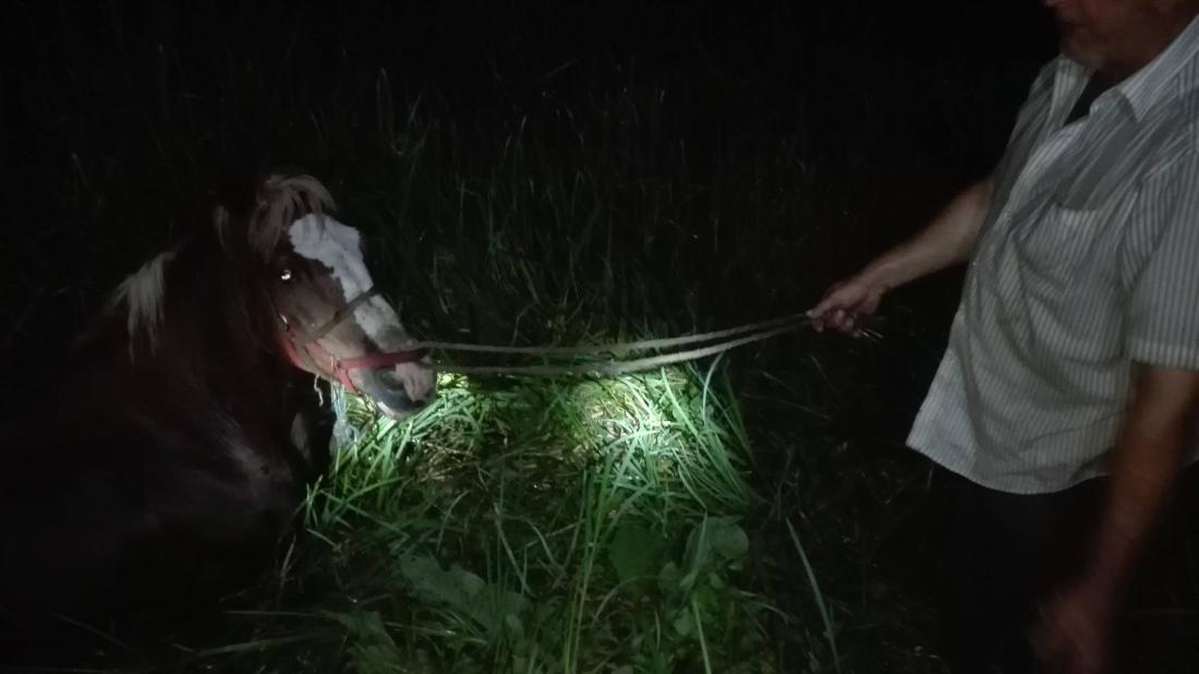 uratowali konia, strażacy, lubelskie, OSP KSRG Zalesie, ratunek dla konia