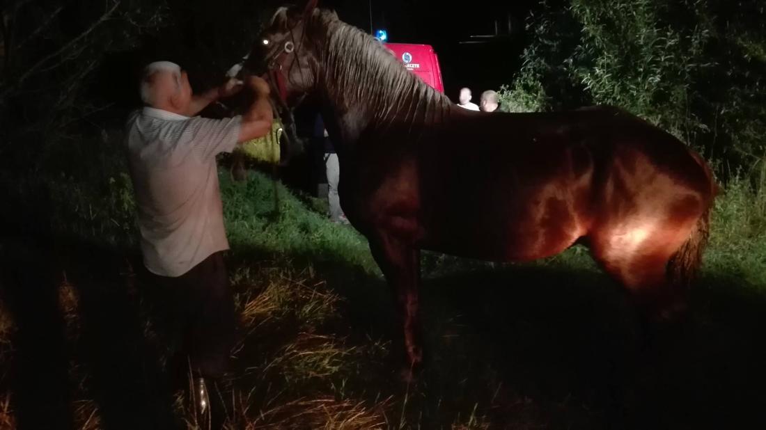 uratowali konia, strażacy, lubelskie, OSP KSRG Zalesie, ratunek dla konia