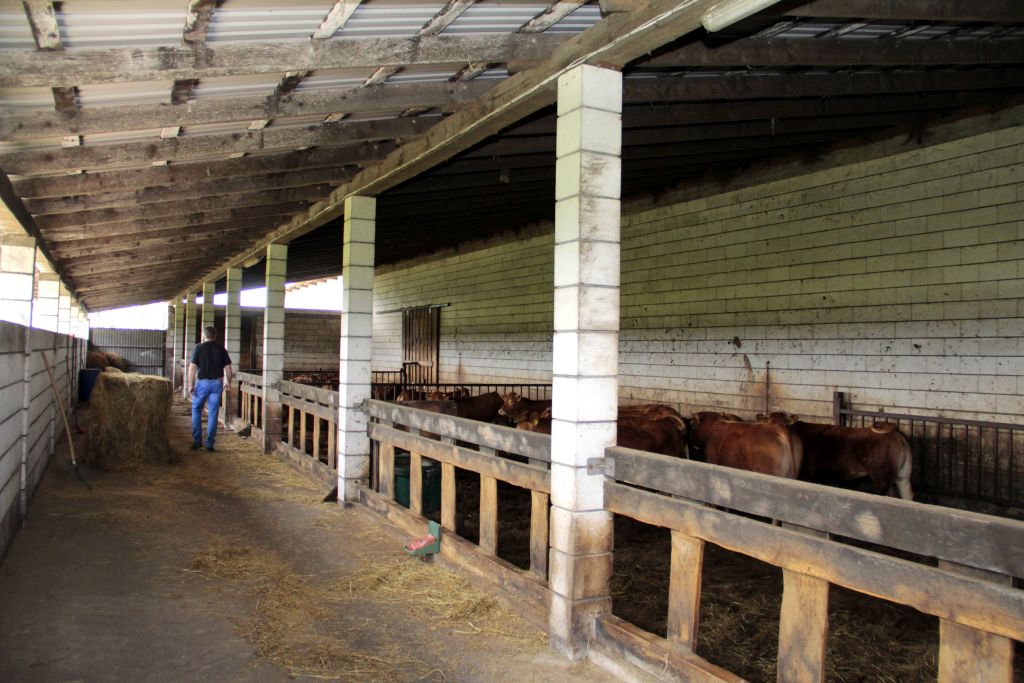 odsadki, limousine, mięsne, bydło