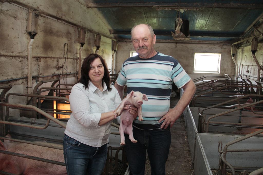 śruta rzepakowa, fotowoltaika, cykl zamknięty, tuczniki
