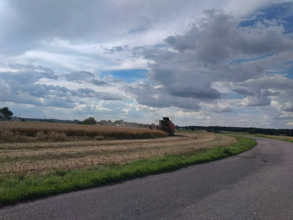 rzepak, kombajn, zbiór, Sahryń