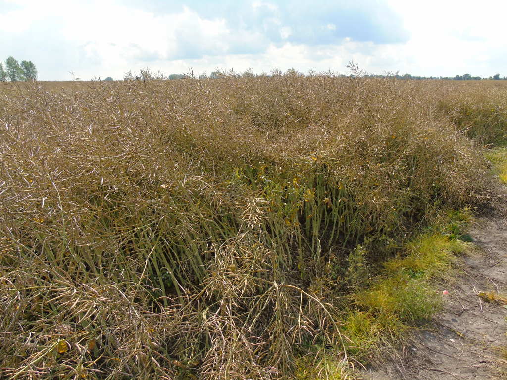 rzepak, pole, plantacja