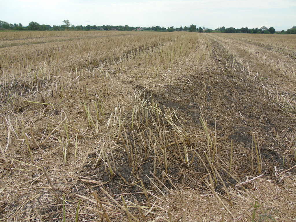 słoma rzepakowa, ściernisko