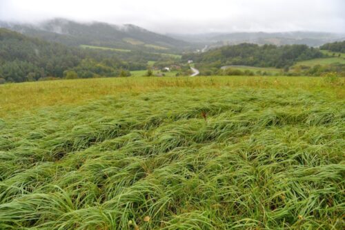 susza rolnicza, inug, klimatyczny bilans wodny, straty w uprawach, niedobory wody, krzewy owocowe, zboża