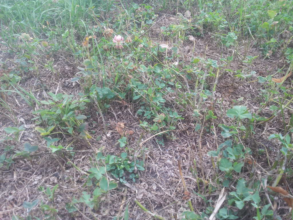 susza, powiat moniecki, koniczyna czerwona