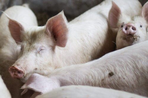 ASF, bioasekuracja, trzoda chlewna, świnie, wieprzowina, zagrożenie ASF