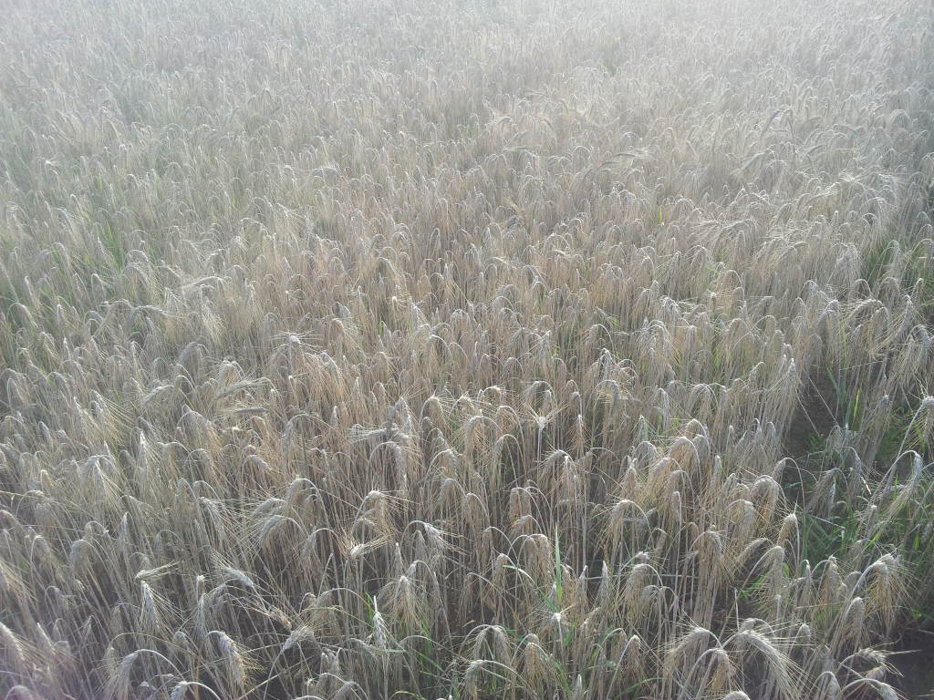 pszenżyto ozime, powiat moniecki