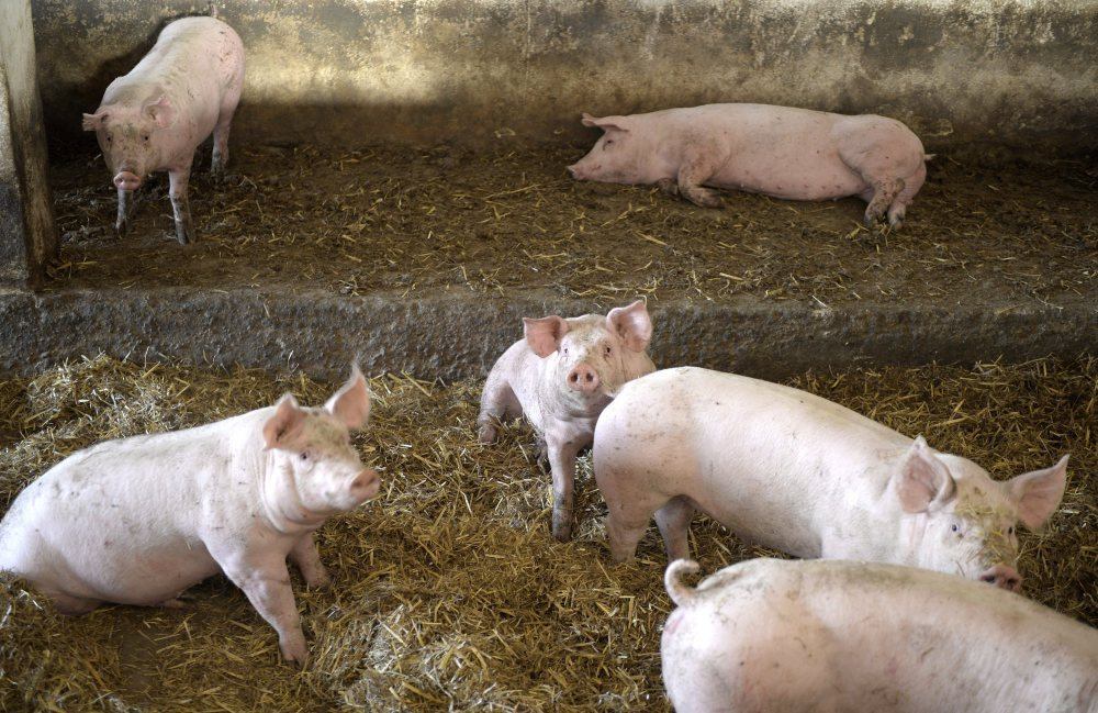 Krajowy Związek Pracodawców-Producentów Trzody Chlewnej, marian kapłon, produkcja trzody chlewnej