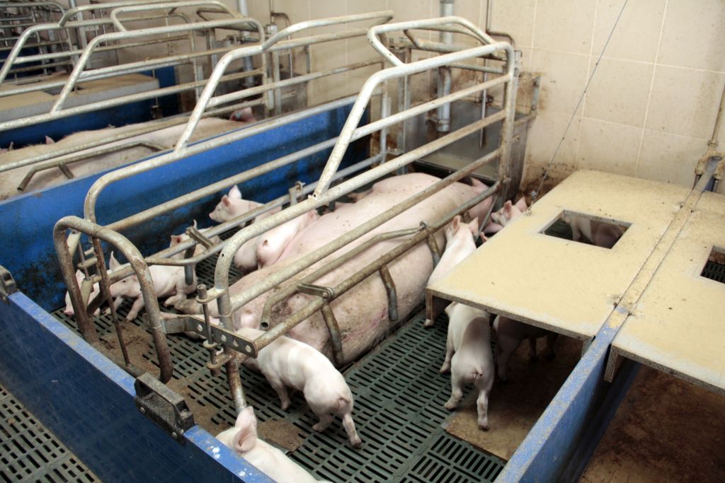 produkcja warchlaków, prosięta, trzoda chlewna, maciory