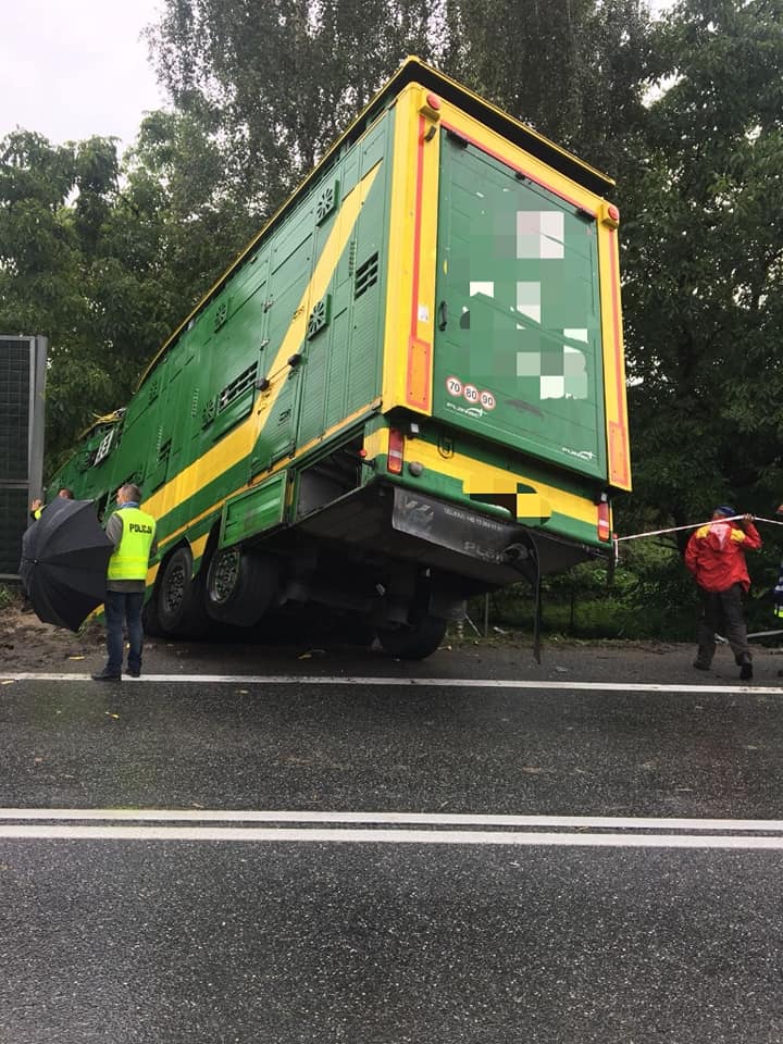 wypadek, małopolskie, wypadek ciężarówki z bydłem, obwodnica bochni