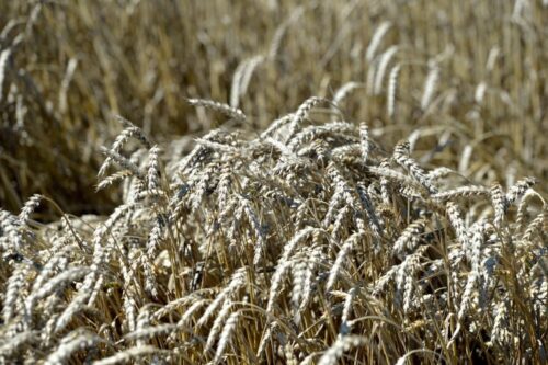zboża, ceny, ceny skupu zbóż, agrobiznes, KOWR