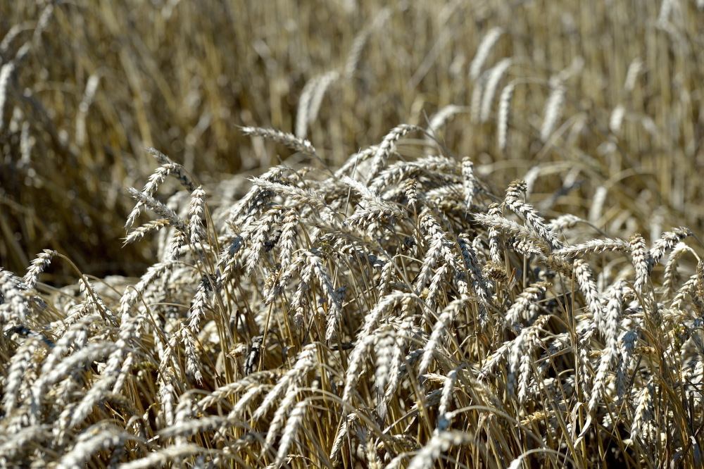 zboża, ceny, ceny skupu zbóż, agrobiznes, KOWR
