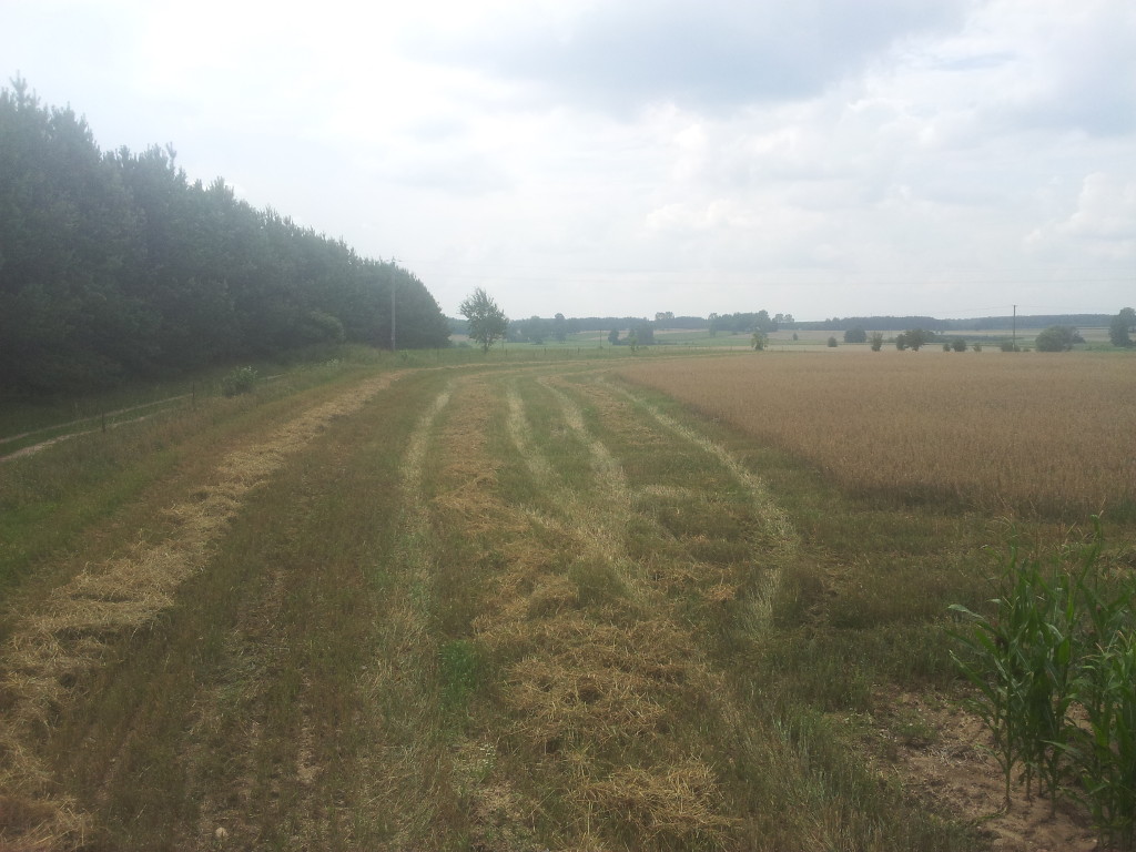 zboża, pole, powiat moniecki