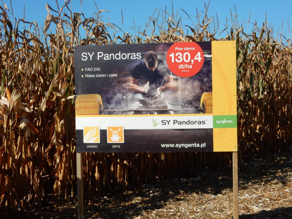 Pola Klasy S, Budziszów, Syngenta, kukurydza