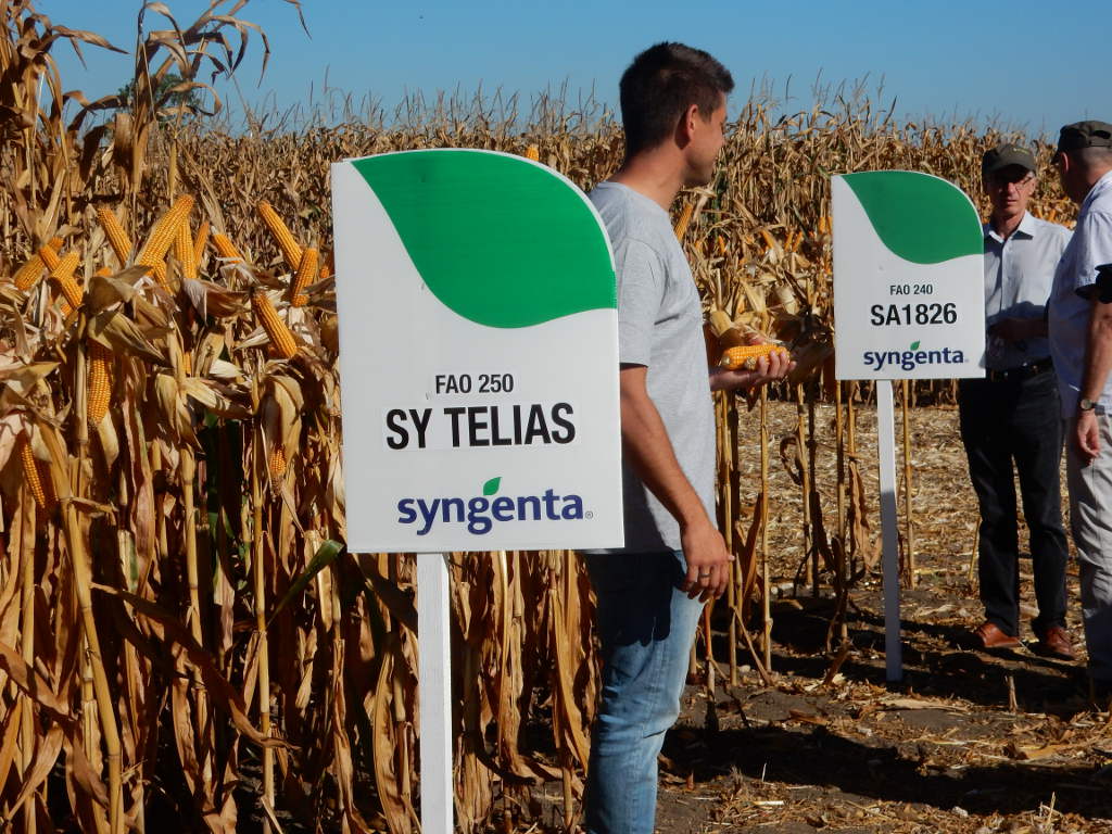 Pola Klasy S, Budziszów, Syngenta, kukurydza