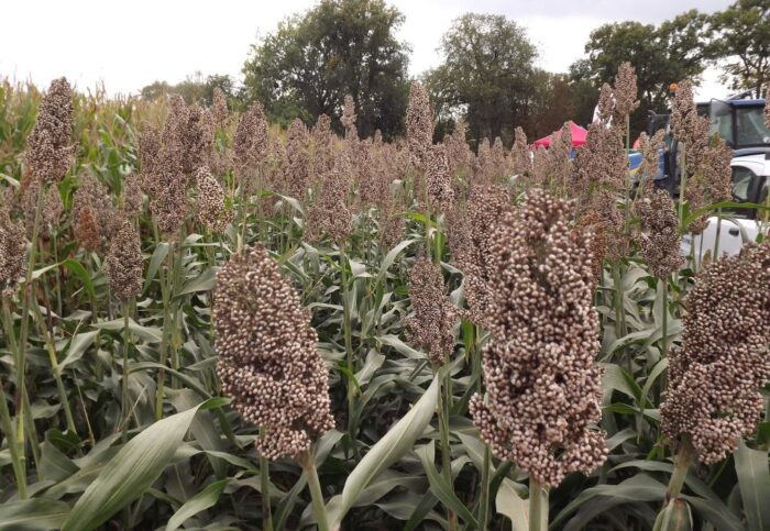 kukurydza, sorgo, uprawa kukurydzy, uprawa sorgo, dzień kukurydzy w Osinach