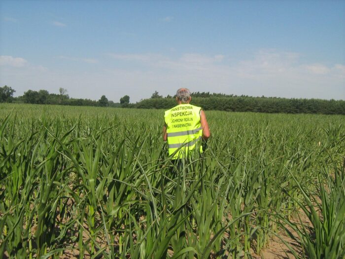 gmo, uprawy genetycznie modyfikowane, modyfikacja roślin, piorin, wiorin kraków