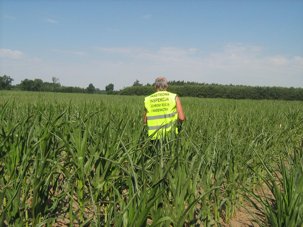 gmo, uprawy genetycznie modyfikowane, modyfikacja roślin, piorin, wiorin kraków
