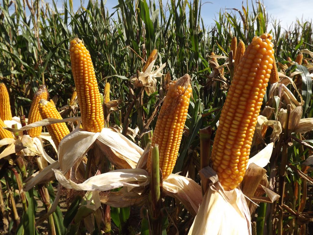 kukurydza, materiał siewny, uprawa kukurydzy, lubelskie, Farmsaat
