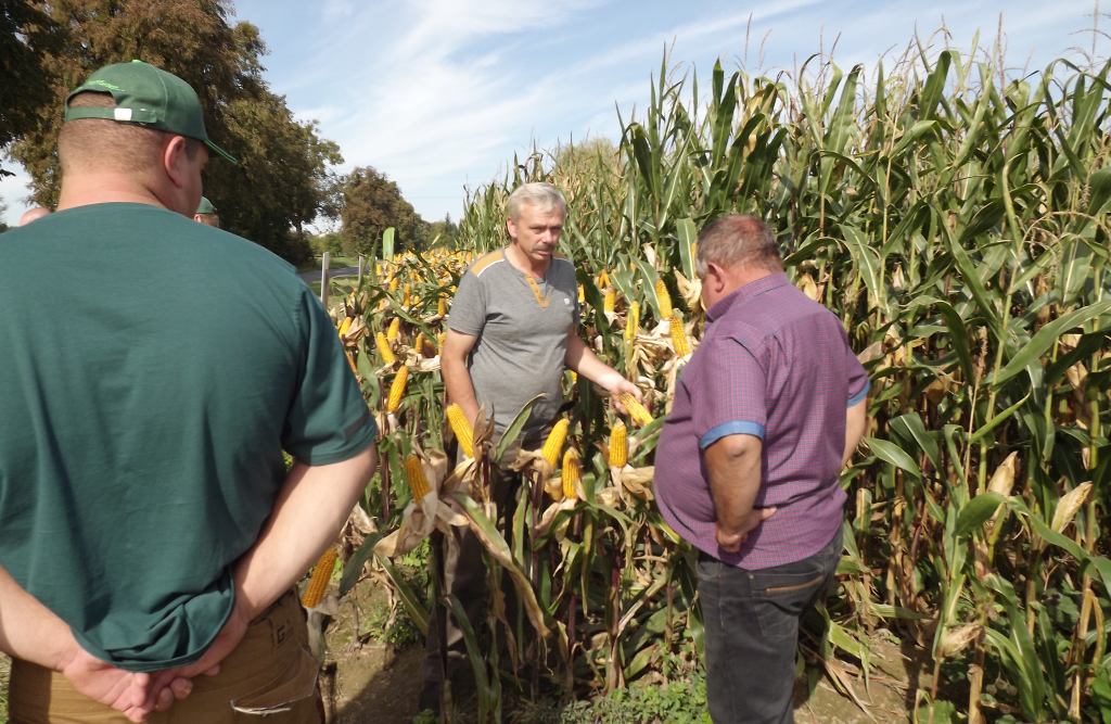 kukurydza, materiał siewny, uprawa kukurydzy, lubelskie, Farmsaat