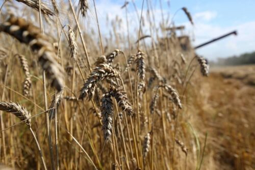 ocieplenie klimatu, zboża, plony zbóż, szkodniki, owady, walka ze szkodnikami