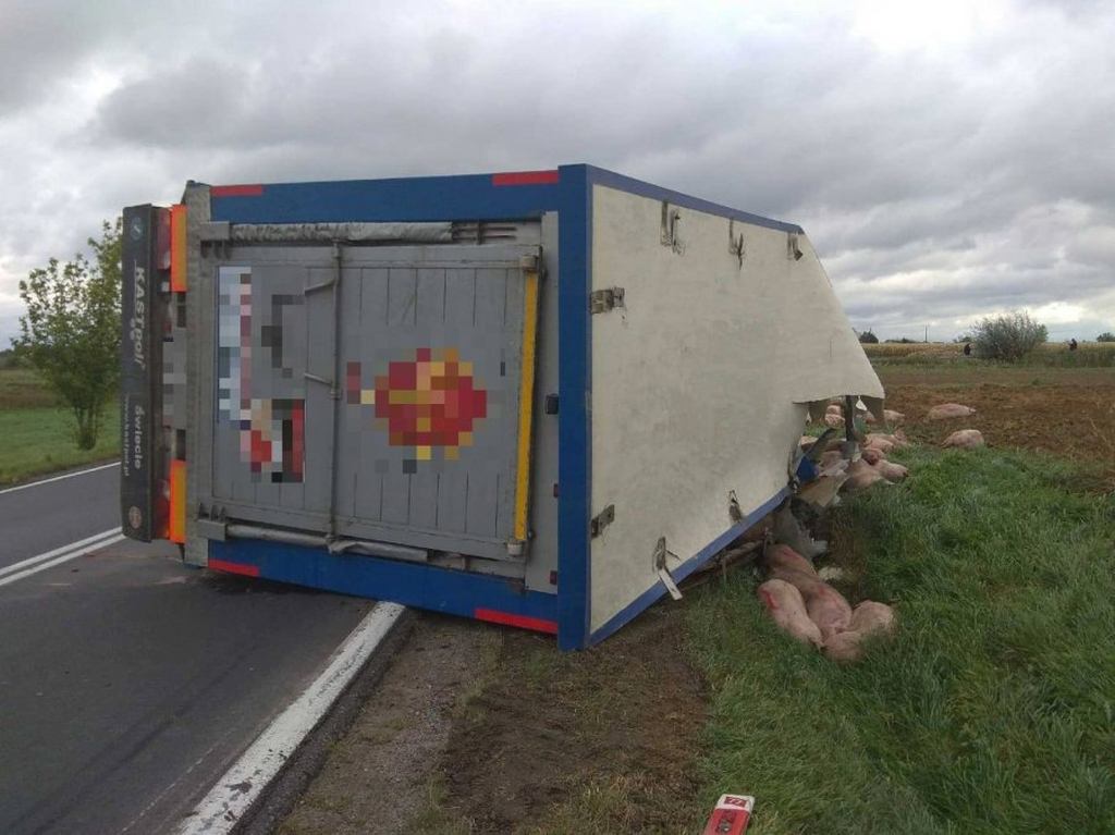 trzoda chlewna, świnie, policja, podkarpackie, wypadek, wypadek transportu świń