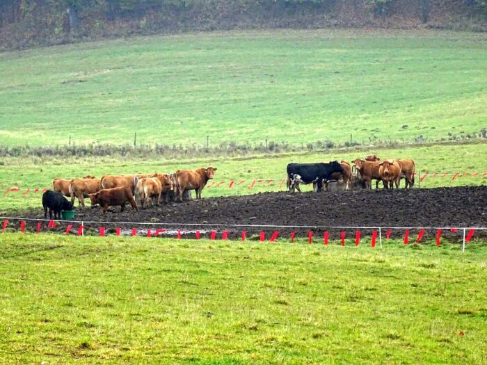 wilki, fladry, odszkodowania dla rolników, warmińsko-mazurskie, RDOŚ fladry