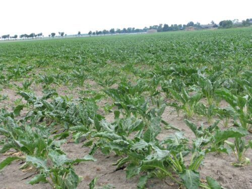 buraki cukrowe, uprawa buraka cukrowego, susza rolnicza, szacowanie strat w uprawach